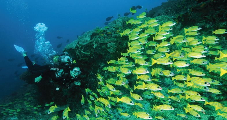 Scuba_diving