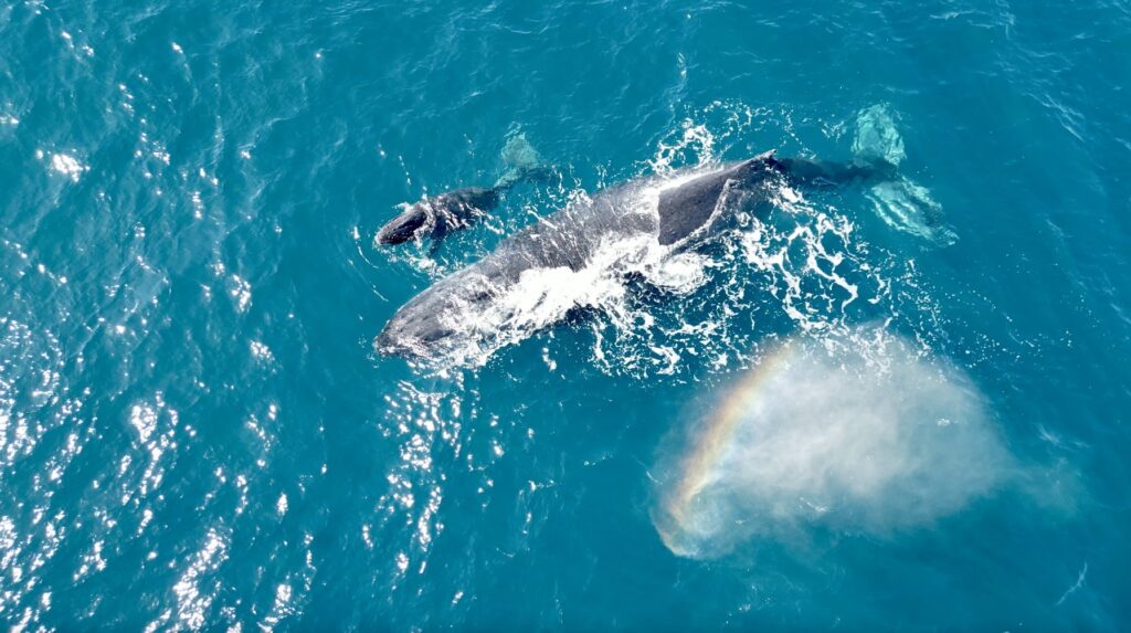 Big Blue Vilankulo photo