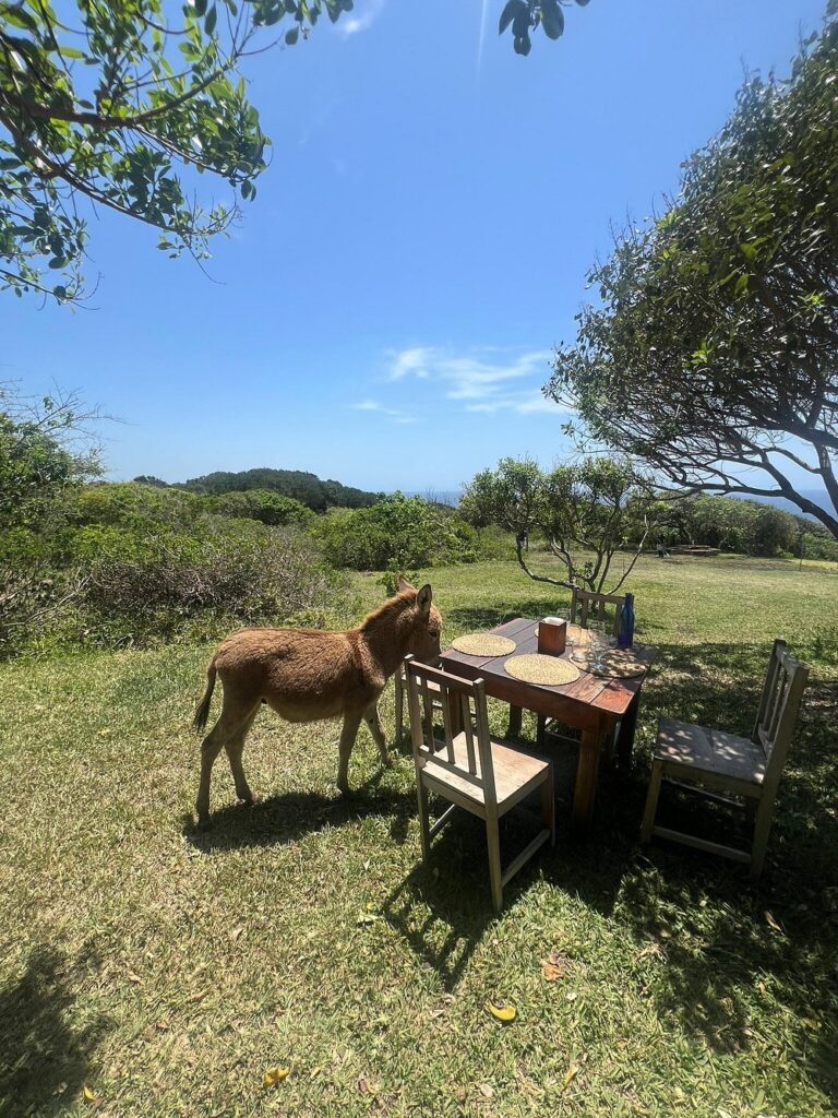 Sky Island Resort photo