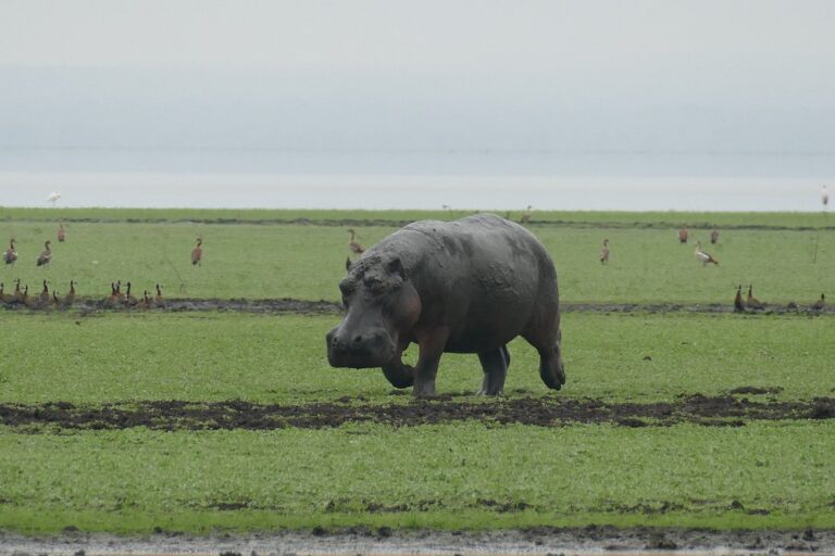 Gorongosa National Park photo