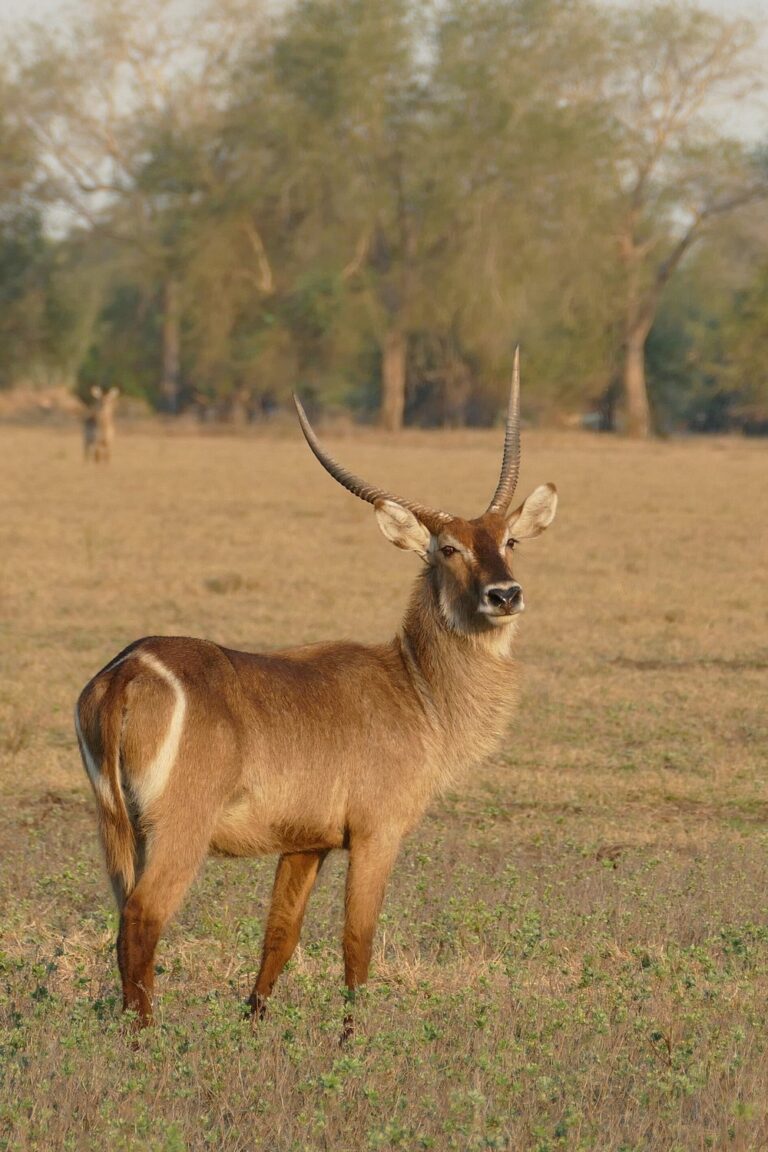 Gorongosa National Park photo