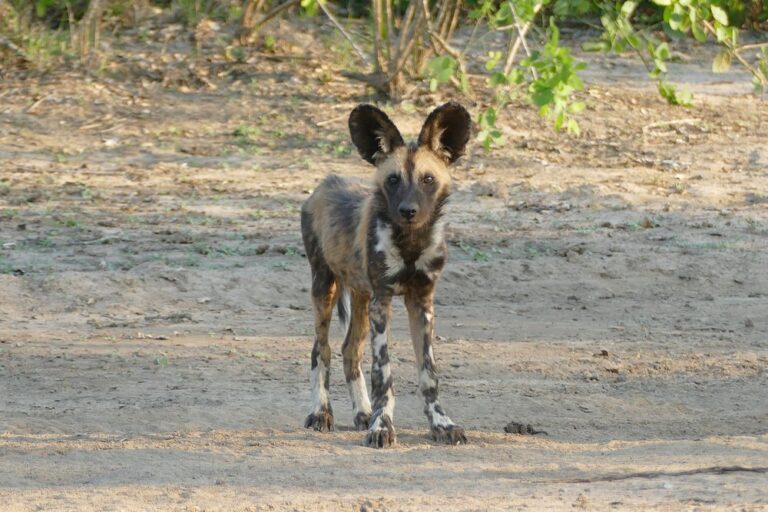 Gorongosa National Park photo
