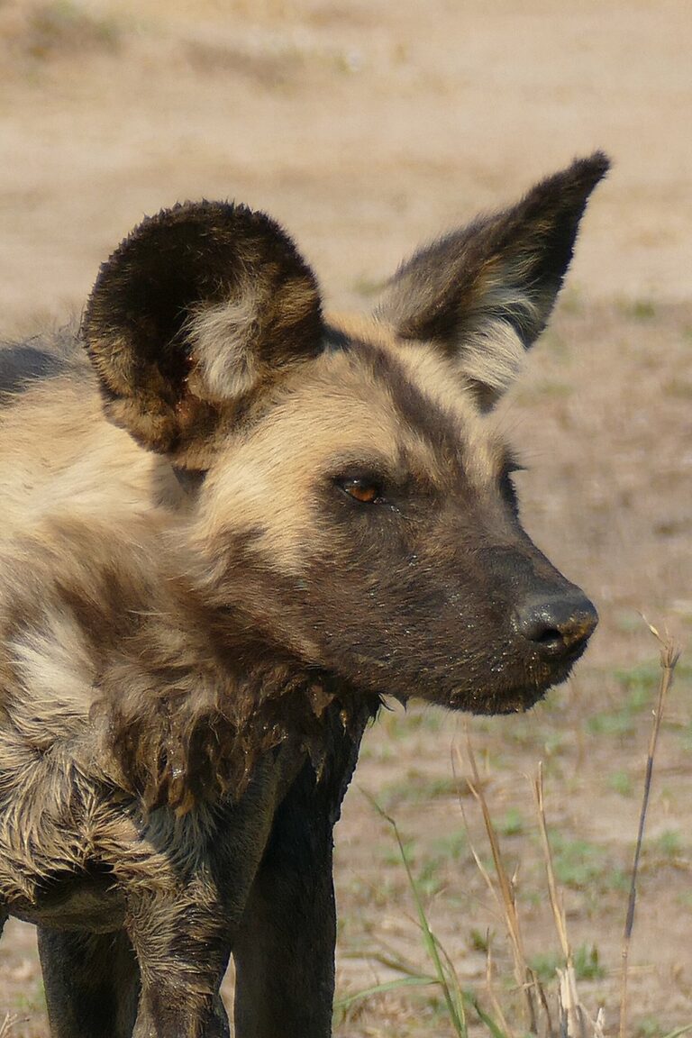 Gorongosa National Park photo