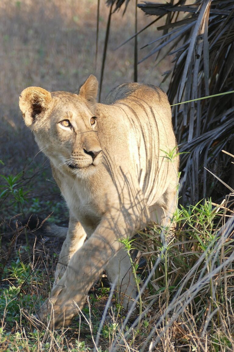 Gorongosa National Park photo
