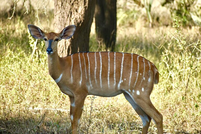 Gorongosa National Park photo