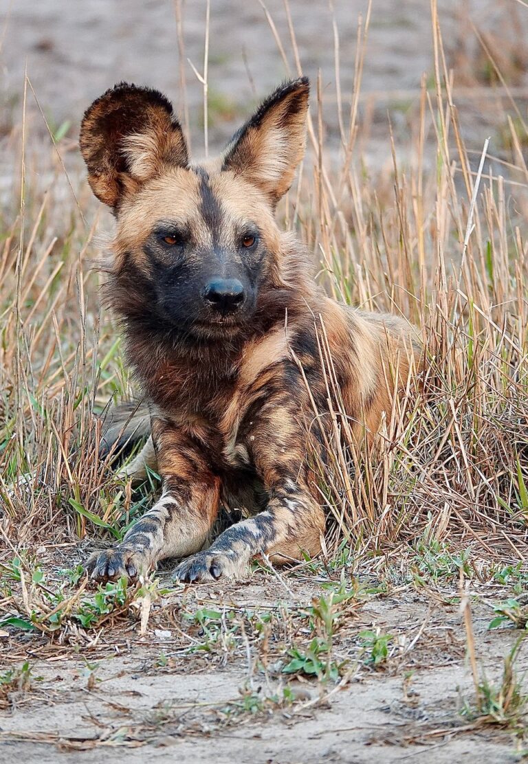 Gorongosa National Park photo
