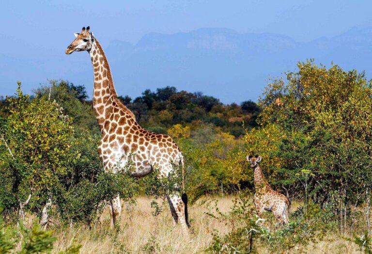Kapama Private Game Reserve photo