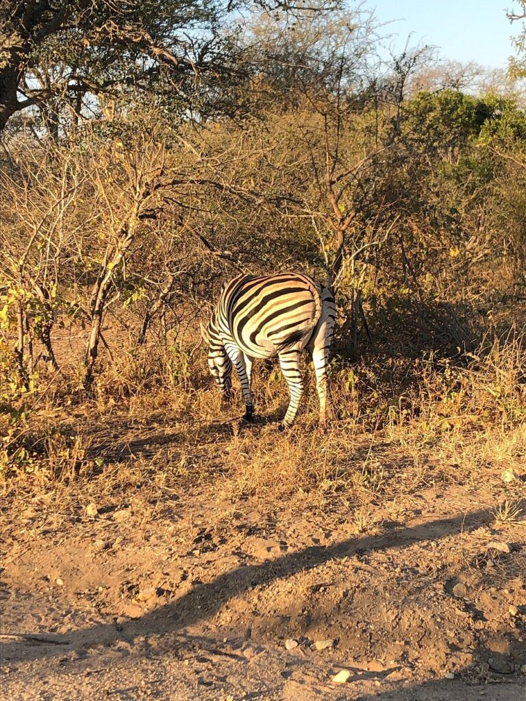 Kapama Private Game Reserve photo