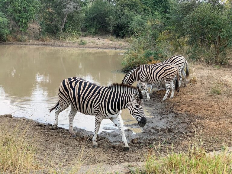 Kapama Private Game Reserve photo