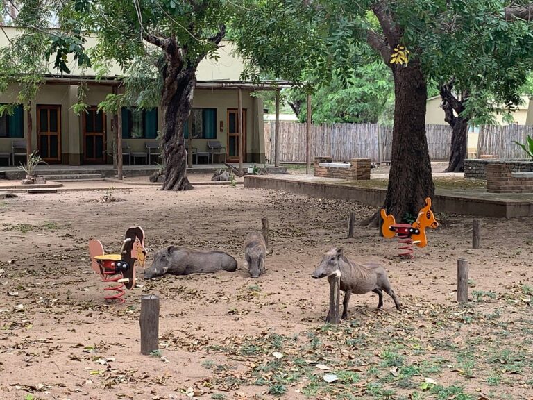 Gorongosa National Park photo