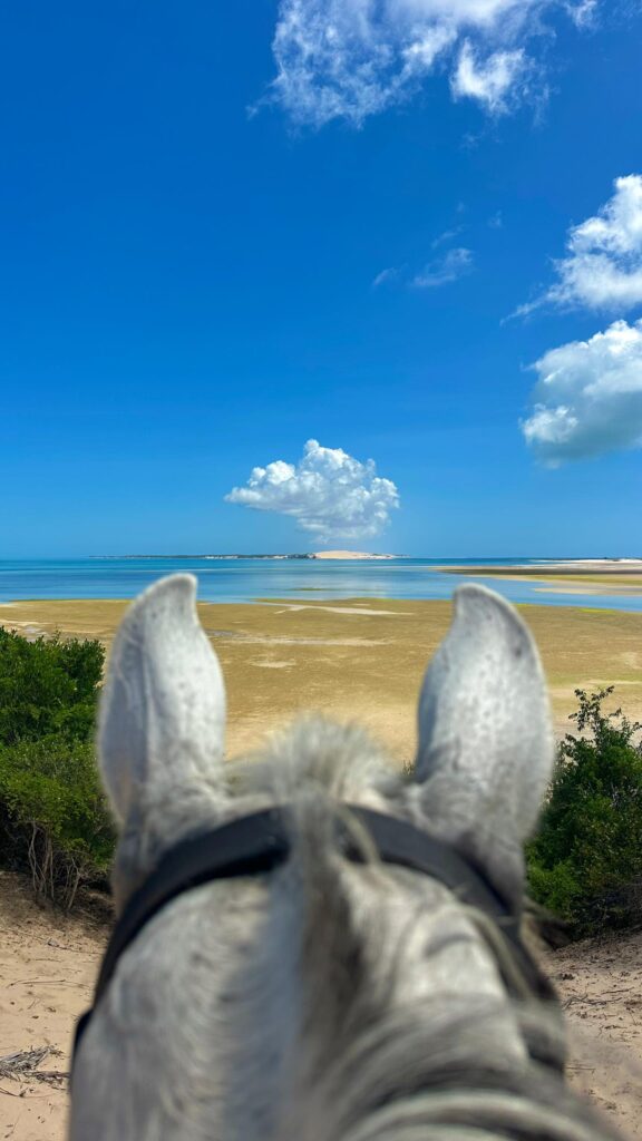 Mozambique Horse Safari photo